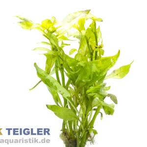 Heckenartiges Papageienblatt, Alternanthera ficoidea, im Topf Sofort Bestellen